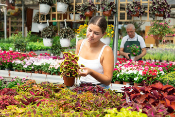 Positive girl choosing potted Solenostemon scutellarioides in flower shop to decorate courtyard or...