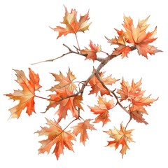 autumn leaves isolated on white