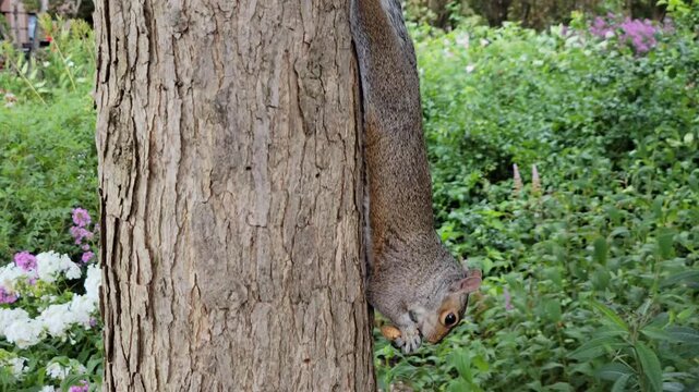 Squirrel eating peanuts on the tree in the park, in downtown, Manhattan, NYC.