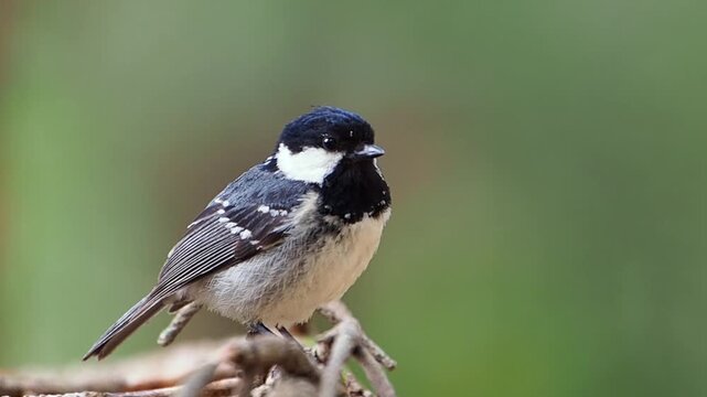 森の中で枝に留まって周りを見渡しながらさえずっているヒガラ