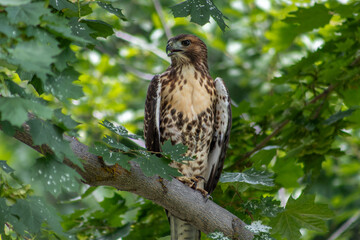 Hawk perched in green leafy tree