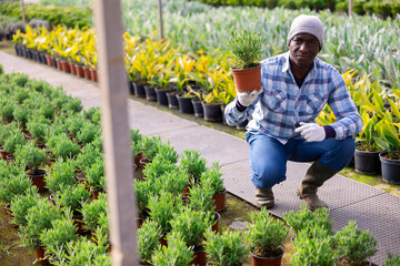 Afro american professional male florist working with green seedlings in pot at glasshouse