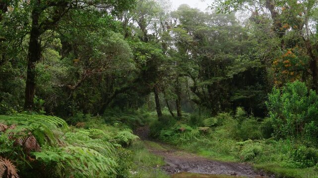 Sendero rodeado de helechos y arboles llenos de musgo y vegetaci&oacute;n en un dia nublado con lluvia en el bosque tropical nuboso en las monta&ntilde;as de Costa Rica