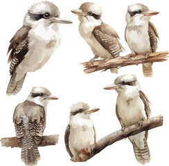 kookaburra watercolor clipart