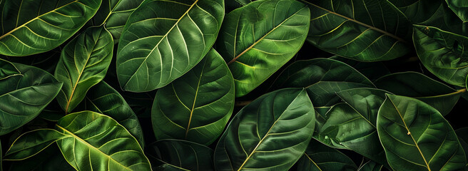 A lush green plant with large dark leaves, tropical leaf large foliage abstract green texture nature background, Tropical bush plant jungle wall background with monstera leaves