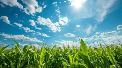 Obraz premium green field with beautiful blue sky in the background generative ai