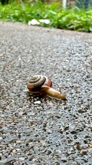 snail on the road