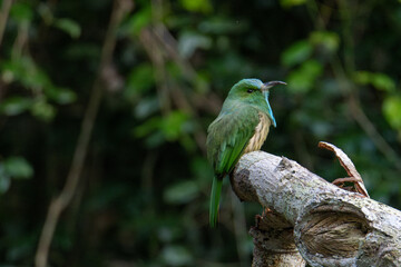  branch bird is looking for prey and waiting for its mother to feed it in the middle of a lush forest.