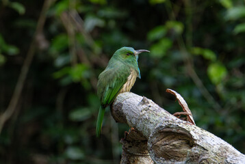  branch bird is looking for prey and waiting for its mother to feed it in the middle of a lush forest.
