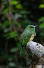  branch bird is looking for prey and waiting for its mother to feed it in the middle of a lush forest.