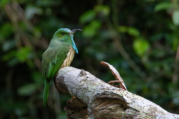  branch bird is looking for prey and waiting for its mother to feed it in the middle of a lush forest.