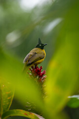 A bulbul perches gracefully on a branch, its vibrant feathers glowing in the sunlight. Singing joyfully, it embraces the tranquility of nature, adding charm and life to the serene surroundings.