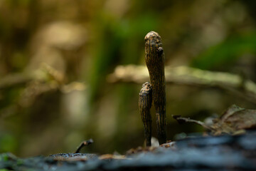 Obraz premium A brown fungus from genus xylaria growing on a dead wood, in humid tropical rainforest of Indonesia. Natural bokeh background