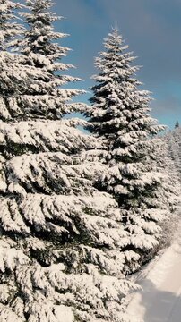Bosque de Pinos Nevado - Invierno - Drone Vertical Reel