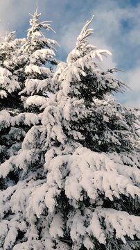 Bosque de Pinos Nevado - Invierno - Drone Vertical Reel