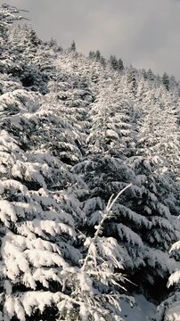 Bosque de Pinos Nevado - Invierno - Drone Vertical Reel