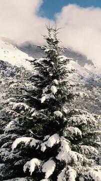 Bosque de Pinos Nevado - Invierno - Drone Vertical Reel