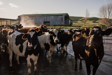 Dairy Farm, cows in the milking shed. 