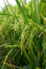 Young paddy still yellow green