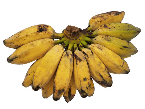 Ripe and yellow big saba plantain or cooking banana. Cut out isolated