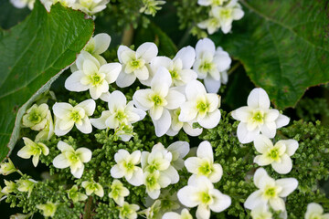 Closeup of fresh white flowers with pale green centers of an oakleaf hydrangea bush beginning to bloom in the summer, as a nature background
