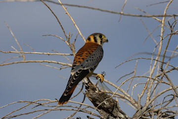 Kestrel Perched Eating a Dragonfly
