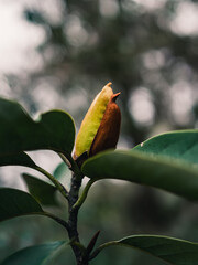 Magnolia flower