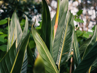 Obraz premium Green plant leaves