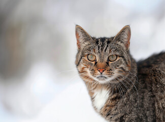 Fototapeta premium Charming cat, white background