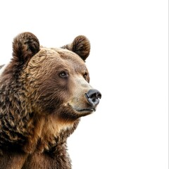 A Close-up Portrait of a Brown Bear's Face Against a White Background