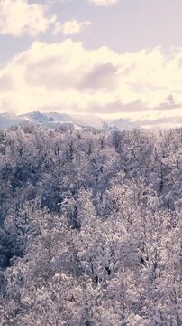 Bosque Nevado en Invierno en las Monta&ntilde;as -Video de Drone Vertical 
