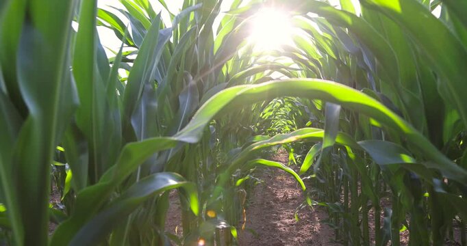 tall stalks of green sweet corn in sunny weather, a field with a crop of corn plants on a blue sky background