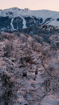 Bosque Nevado en Invierno en las Monta&ntilde;as -Video de Drone Vertical 