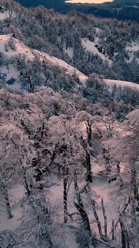 Bosque Nevado en Invierno en las Monta&ntilde;as -Video de Drone Vertical 