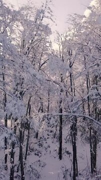 Bosque Nevado en Invierno en las Monta&ntilde;as -Video de Drone Vertical 
