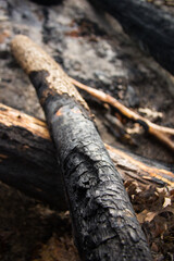 Charred Forest