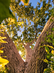 Sunlight tree in the park at sunset