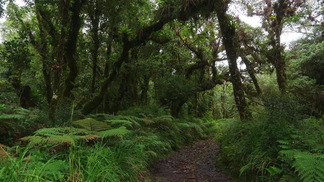 Sendero rodeado de helechos y arboles llenos de musgo y vegetaci&oacute;n en un dia nublado con lluvia en el bosque tropical nuboso en las monta&ntilde;as de Costa Rica