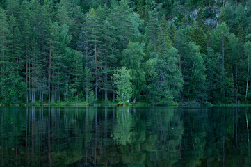 Fototapeta premium Dusk has fallen and the forest along the water darkens.