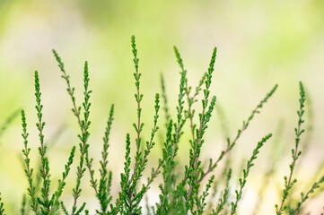 Common heather likes to grow in moist environments.