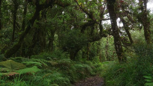 Sendero rodeado de helechos y arboles llenos de musgo y vegetaci&oacute;n en un dia nublado con lluvia en el bosque tropical nuboso en las monta&ntilde;as de Costa Rica