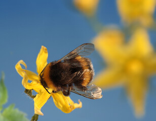 Flying honey bumblebee collecting bee pollen from tomato flower. Bee collecting honey. Shaggy...