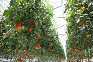 Greenhouse to grow tomatoes. Tomatoes ripening on hanging stalk in greenhouse