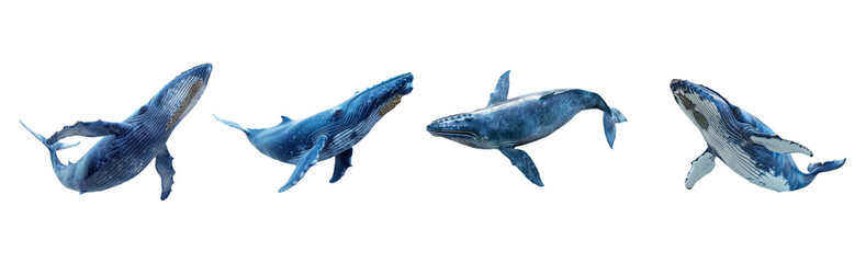 Blue Whales Swimming In Different Poses Isolated On Transparent Background