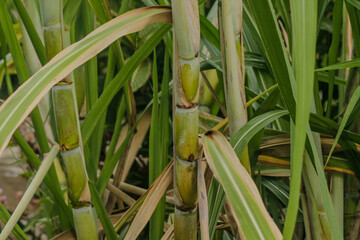 Fototapeta premium fresh sugar cane in garden. Sugarcane planted to produce sugar and food 