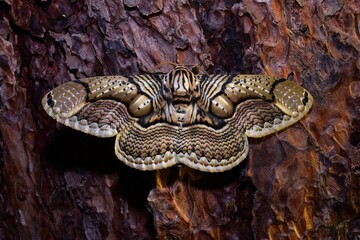 Dark Brahmid Moth (Brahmaea wallichii) in nature.