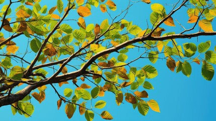 colors tree with half leaves
