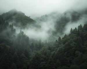 Fototapeta premium Rare preserved forest, illustrating the beauty and significance of rare preserved forest ecosystems