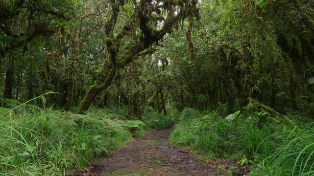 Sendero rodeado de helechos y arboles llenos de musgo y vegetaci&oacute;n en un dia nublado con lluvia en el bosque tropical nuboso en las monta&ntilde;as de Costa Rica