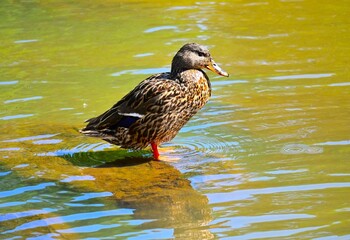 Duck Sitting in Pretty Water